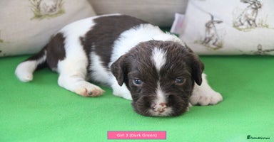 English Springer Spaniel dogs - Advert 6
