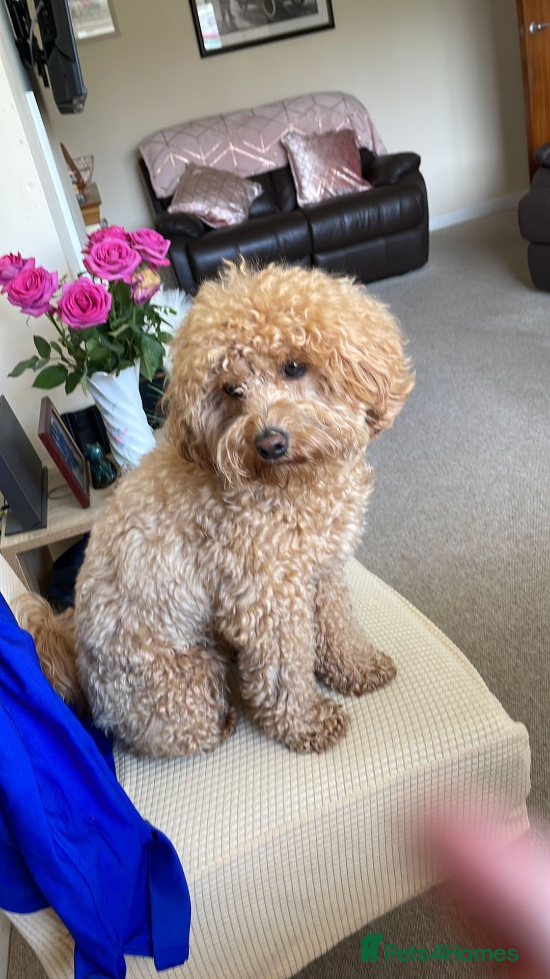 Maltipoo dogs for sale: We have six beautiful Malti-Poo’s - Image 9