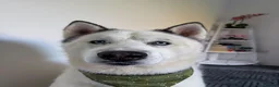 Siberian Husky dogs for stud: Siberian Husky for Stud - Advert 13