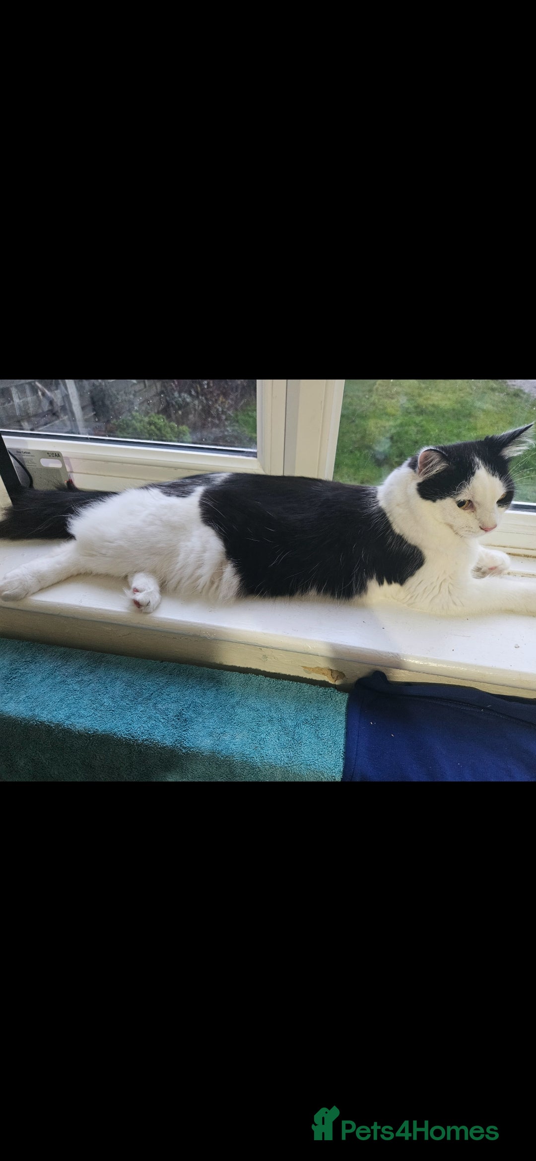 Mixed Breed cats Handsome Male Cat - Advert 19