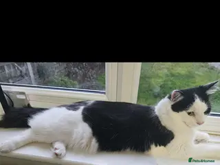 Mixed Breed cats Handsome Male Cat - Advert 21