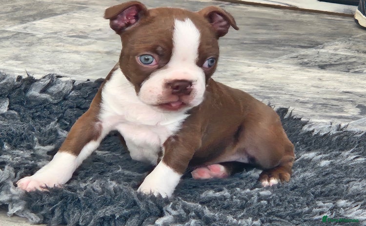 Boston Terrier dogs - Advert 1