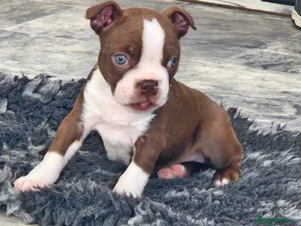 Boston Terrier dogs - Advert 16