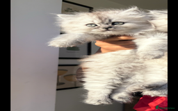 Persian cats for sale: Purrrfect Persians 😻😻😻 - Image 7