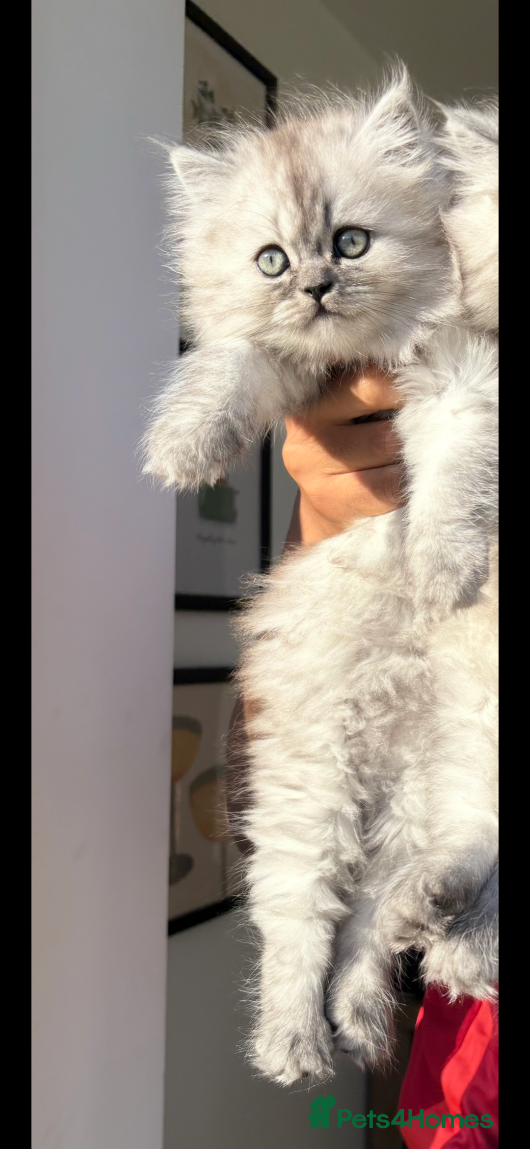 Persian cats for sale: Purrrfect Persians 😻😻😻 - Image 7
