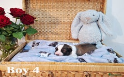 Border Collie dogs for sale: **Rare sable and white Border Collie puppies.** - Image 10