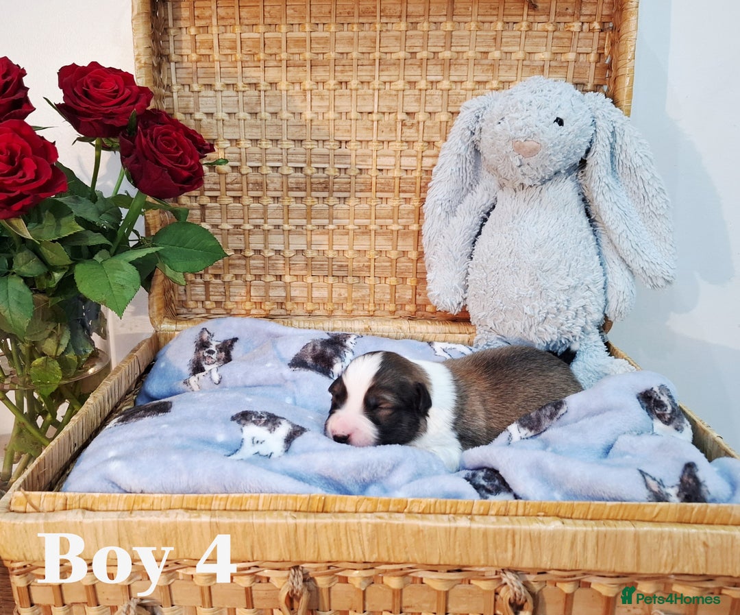 Border Collie dogs for sale: **Rare sable and white Border Collie puppies.** - Image 10