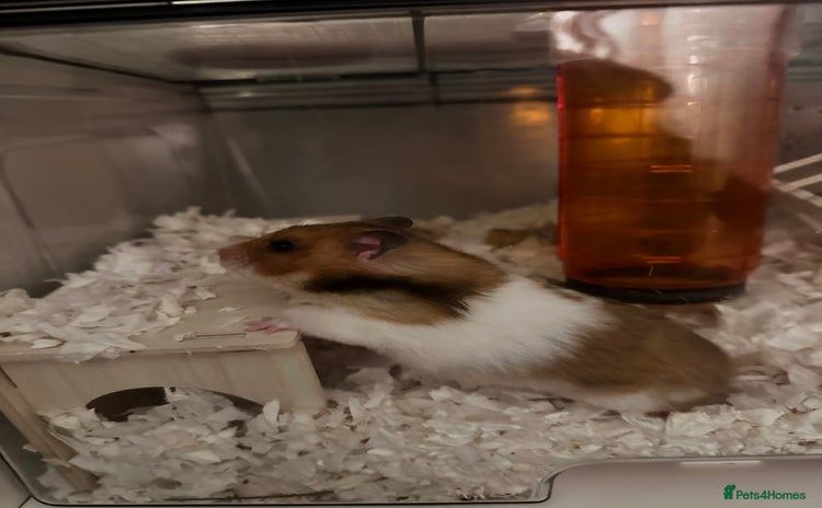 Hamster rodents - Advert 1