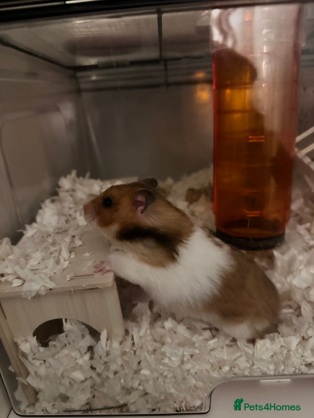 Hamster rodents for sale: Syrian Hamster  - Image 1