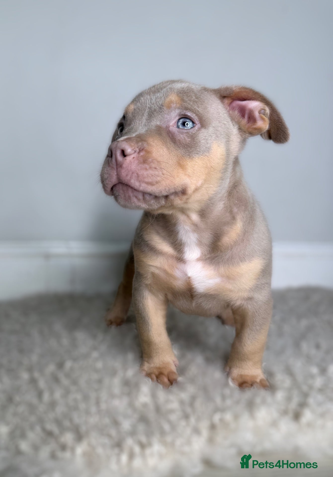 American Bulldog dogs 4 stunning pocket American bullies - Advert 1