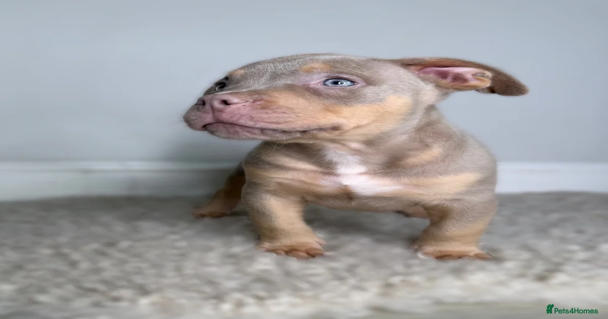 dog-american-bulldog-puppies-for-sale-pets4homes
