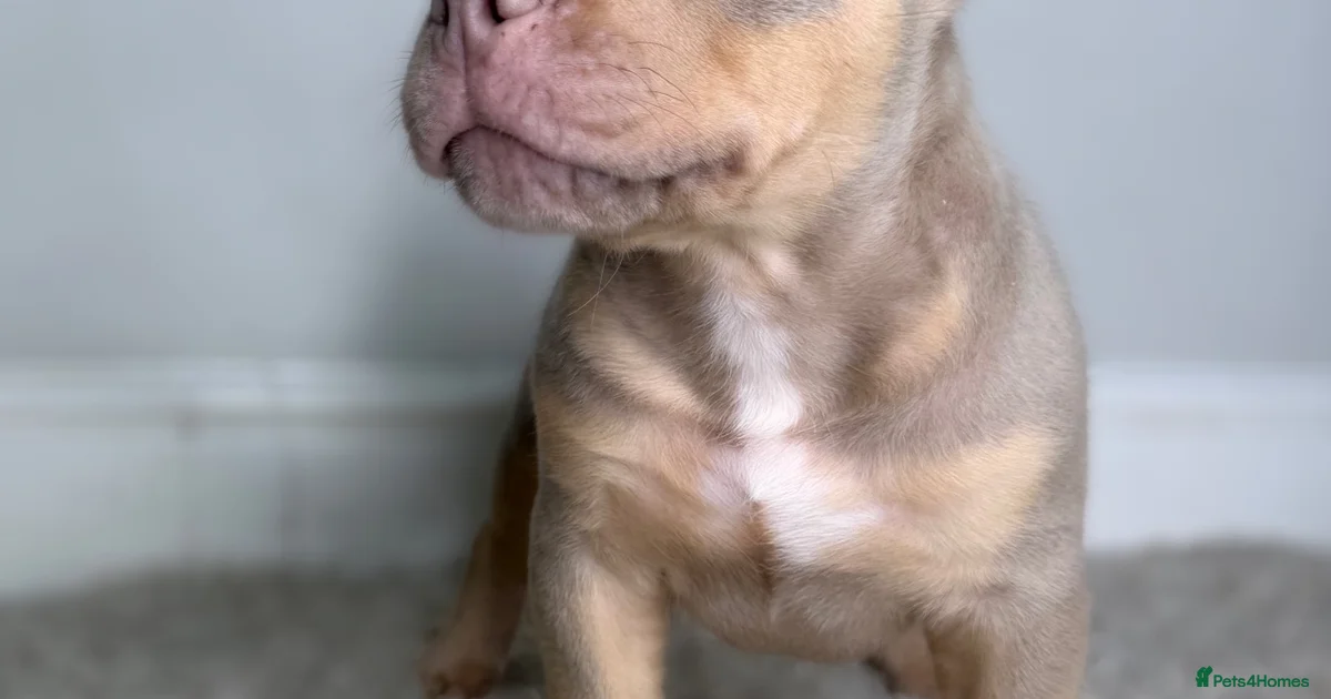 Dog American Bulldog Puppies For Sale Pets4Homes dog-american-bulldog-puppies-for-sale-pets4homes