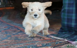 Labradoodle dogs for sale: Lovely Labradoodle Puppies Licenced Breeder - Image 6