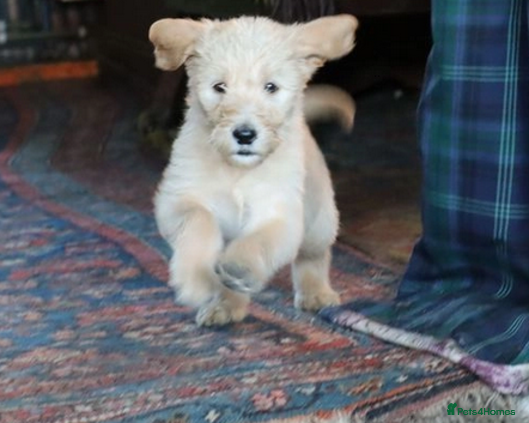 Labradoodle dogs for sale: Lovely Labradoodle Puppies Licenced Breeder - Image 6