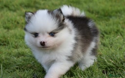 Pomsky dogs for sale: Genuine Toy Size Pomskies - Image 25