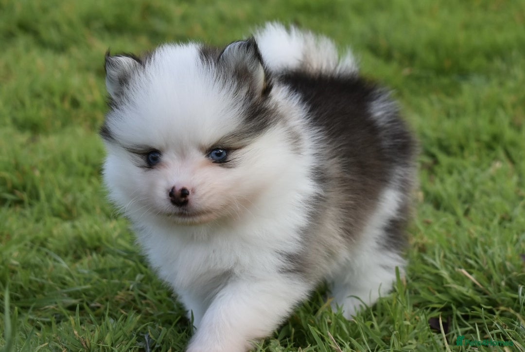 Pomsky dogs for sale: Genuine Toy Size Pomskies - Image 25