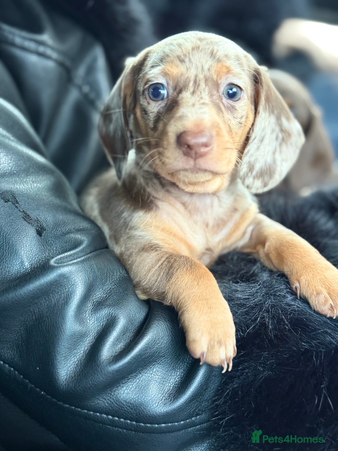 Miniature Dachshund dogs for sale: Mini Dachshunds  - Advert 22