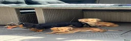Miniature Dachshund dogs for sale: Cream shaded brown long haired dachshund for sale  - Advert 3