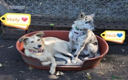 Mixed Breed dogs for adoption: 💙🐶 NICK AND MAILY 🐶💖 - Image 1