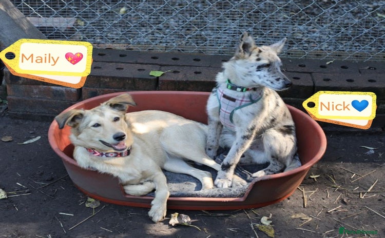Mixed Breed dogs - Advert 16