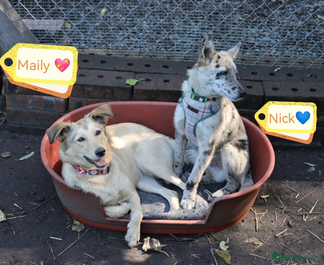 Mixed Breed dogs for adoption: 💙🐶 NICK AND MAILY 🐶💖 - Image 1