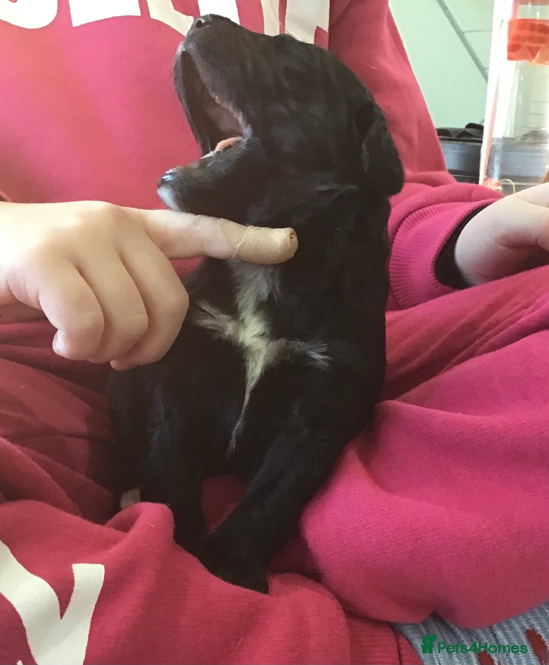 Bernedoodle dogs for sale: EXCEPTIONAL MINI BERNADOODLE PUPS. - Advert 19