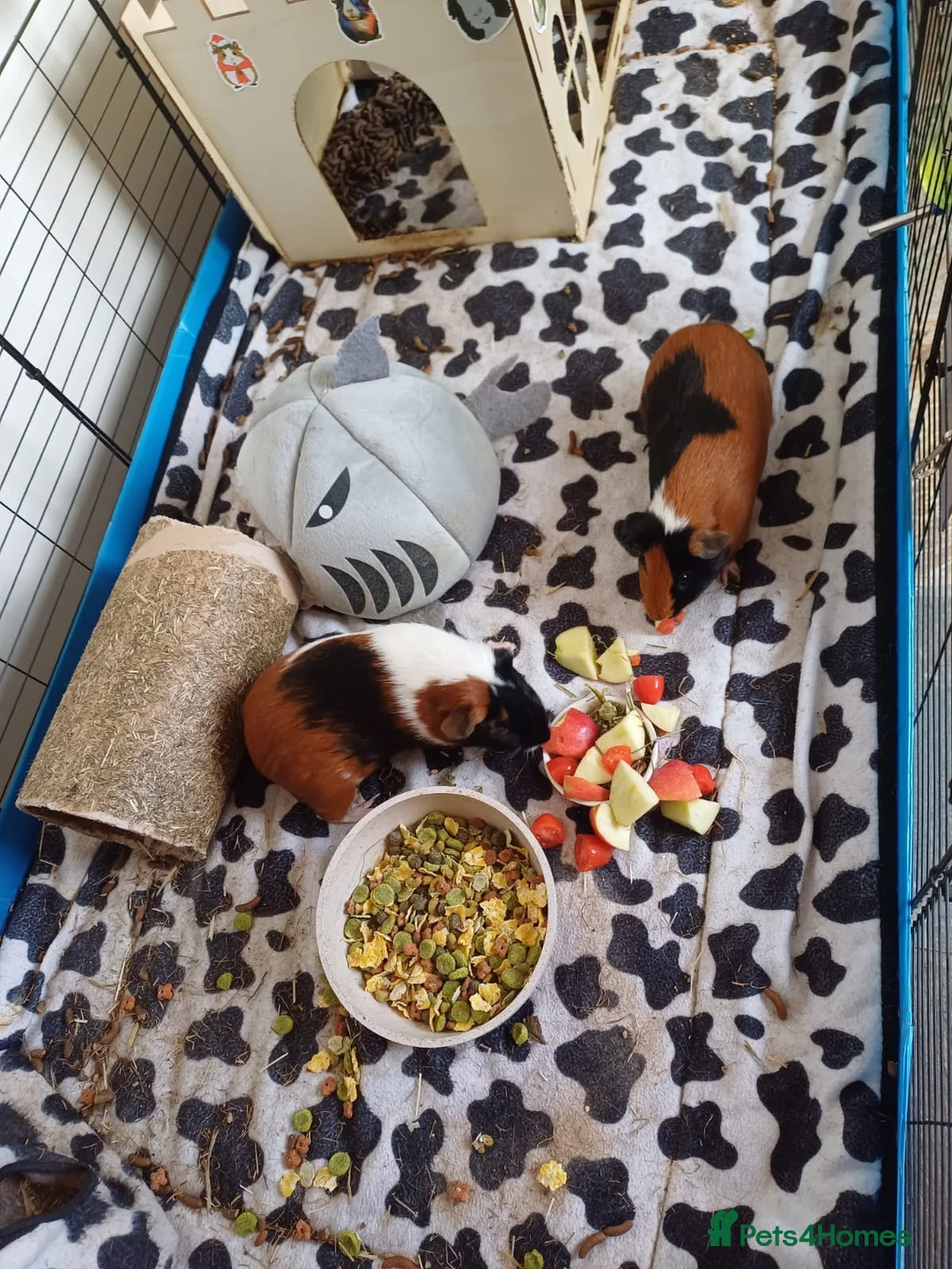 Guinea Pig rodents for sale: 2 male Gunipigs 1yr in Barnsley - Advert 1