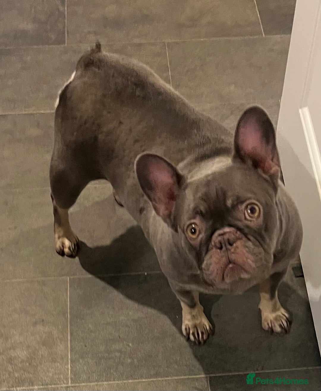 French Bulldog dogs for sale: Beautiful female frenchie  - Advert 5