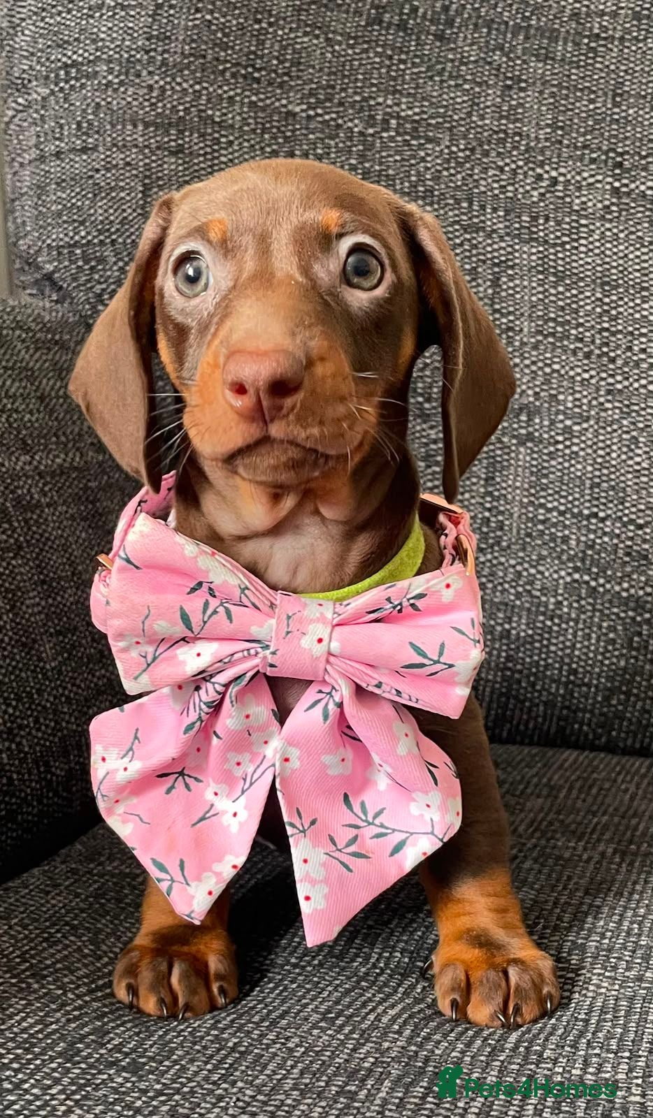 Dachshund dogs Gorgeous litter of dachshunds - Advert 13