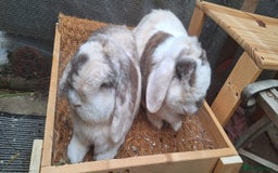 Mini Lop rabbits for sale: brother mini lops - Image 2