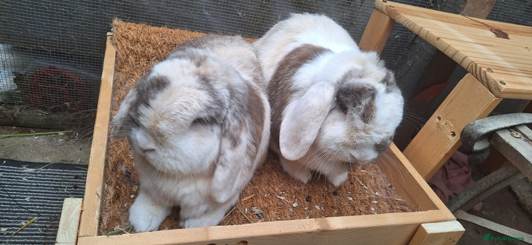 Mini Lop rabbits for sale: brother mini lops - Image 2