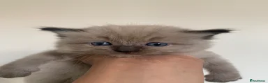 Ragdoll 4