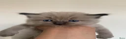 Ragdoll cats for sale: Ragdoll Kittens  - Advert 2