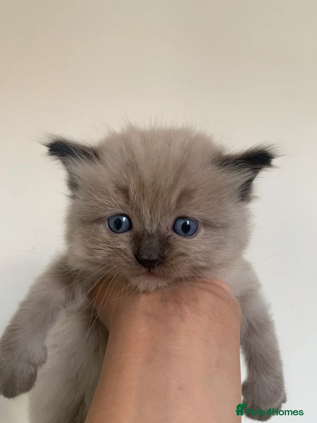 Ragdoll cats for sale: Ragdoll Kittens  - Advert 2