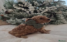 Toy Poodle dogs for sale: KC REG HEALTH TESTED TOY POODLE  - Advert 8