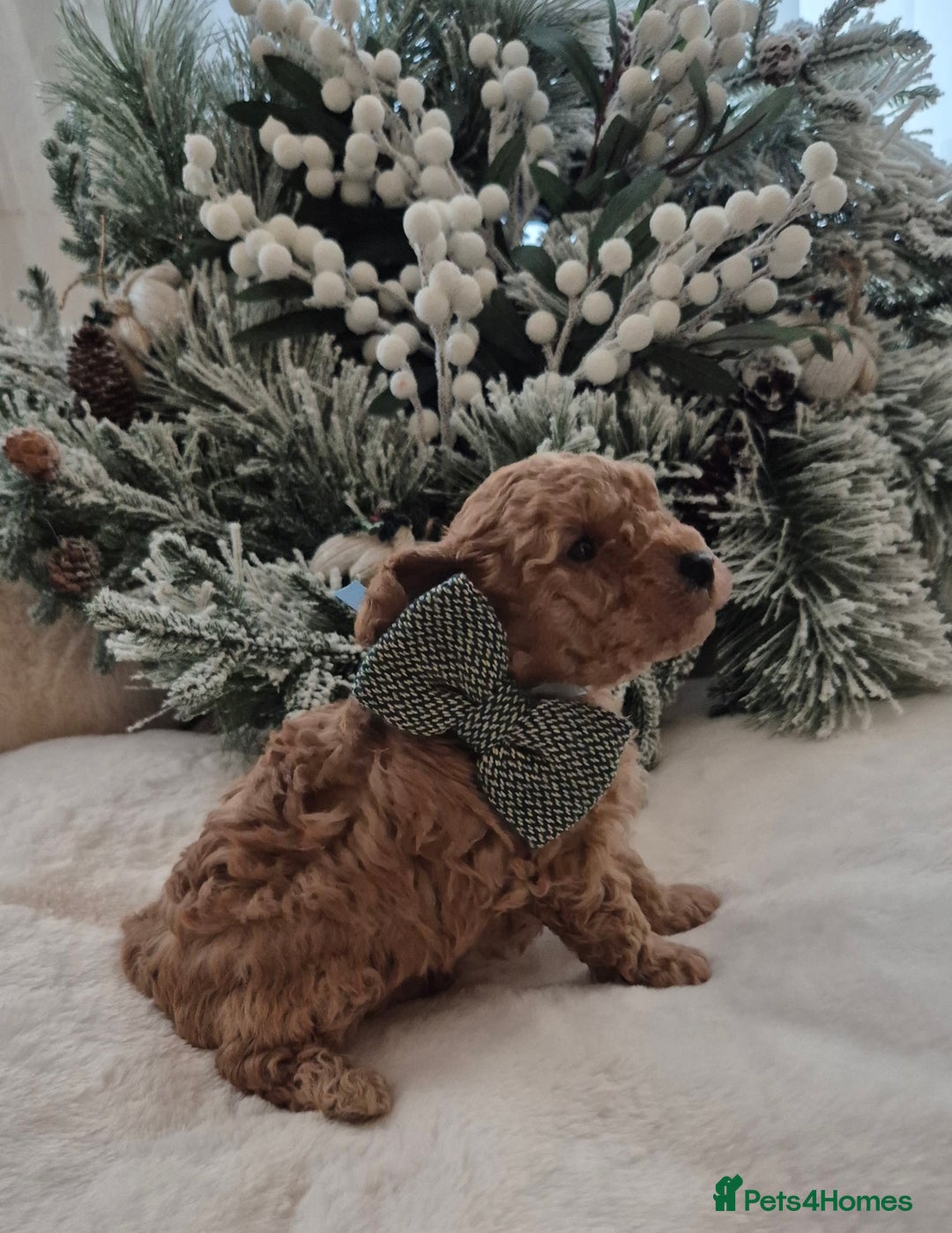 Toy Poodle dogs for sale: KC REG HEALTH TESTED TOY POODLE  - Advert 8