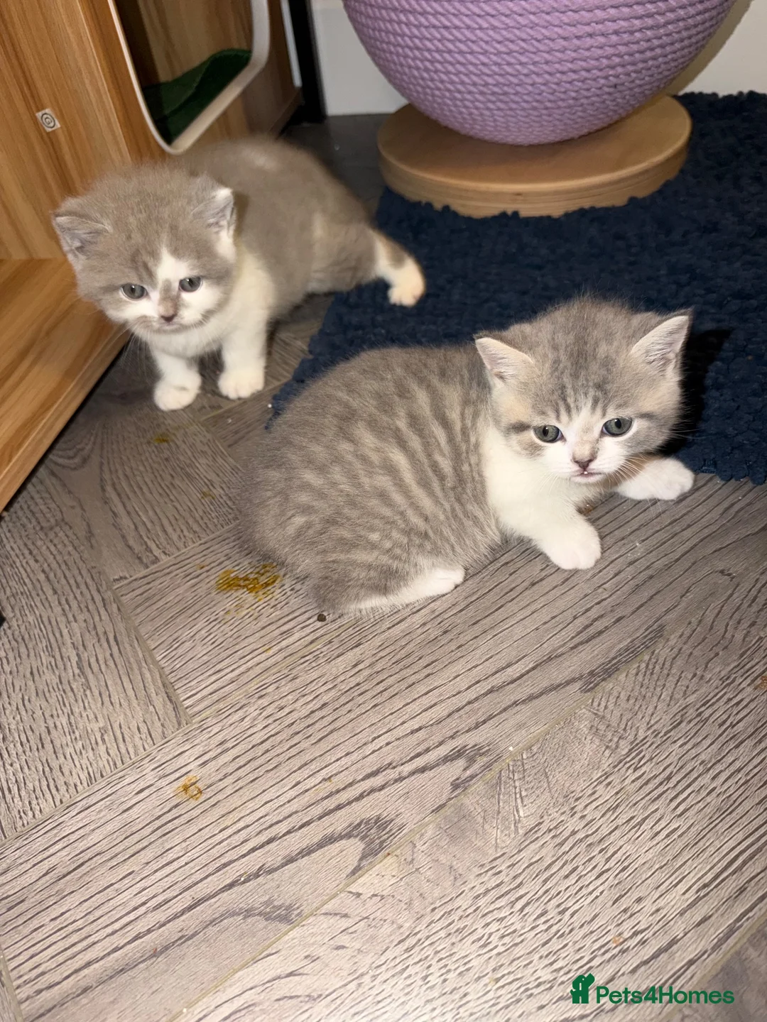 British Shorthair cats for sale: BSH kittens 💝 5 🌟🌟🌟🌟🌟 - Advert 22