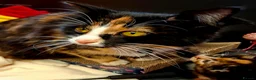 Mixed Breed cats for sale: 4 beautiful kittens for sale - Advert 9