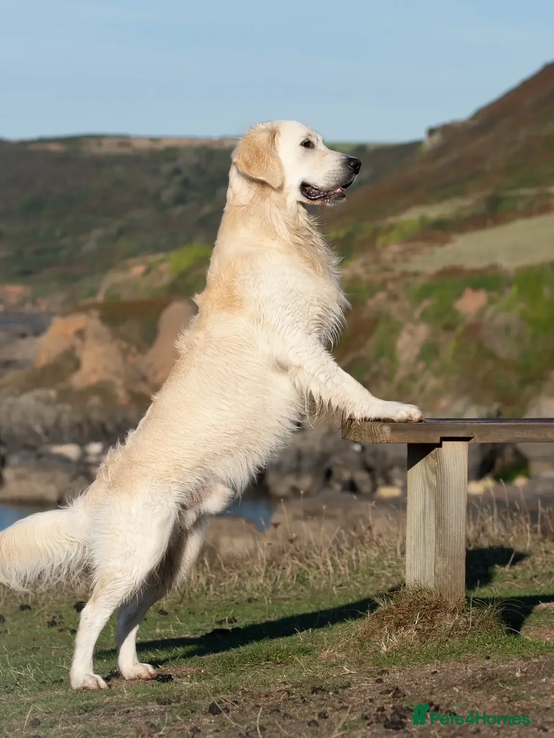 Golden Retriever dogs for stud: Kind, intelligent and loving therapy dog for stud - Advert 2