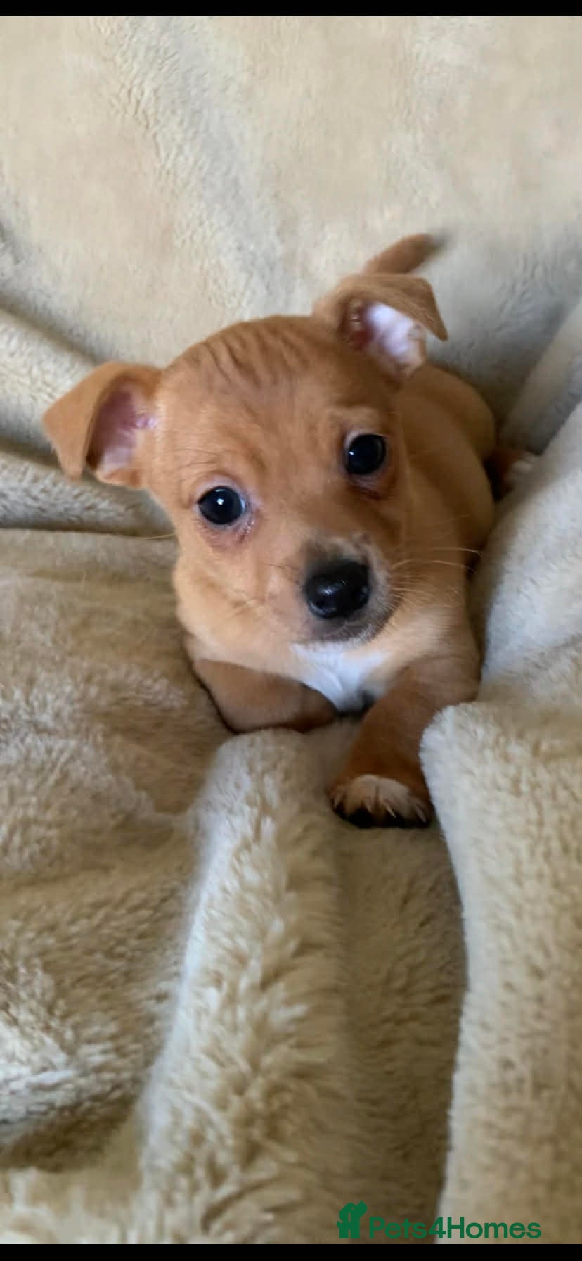 Jack Russell dogs Exceptional unusual coloured mini JR puppies - Advert 1