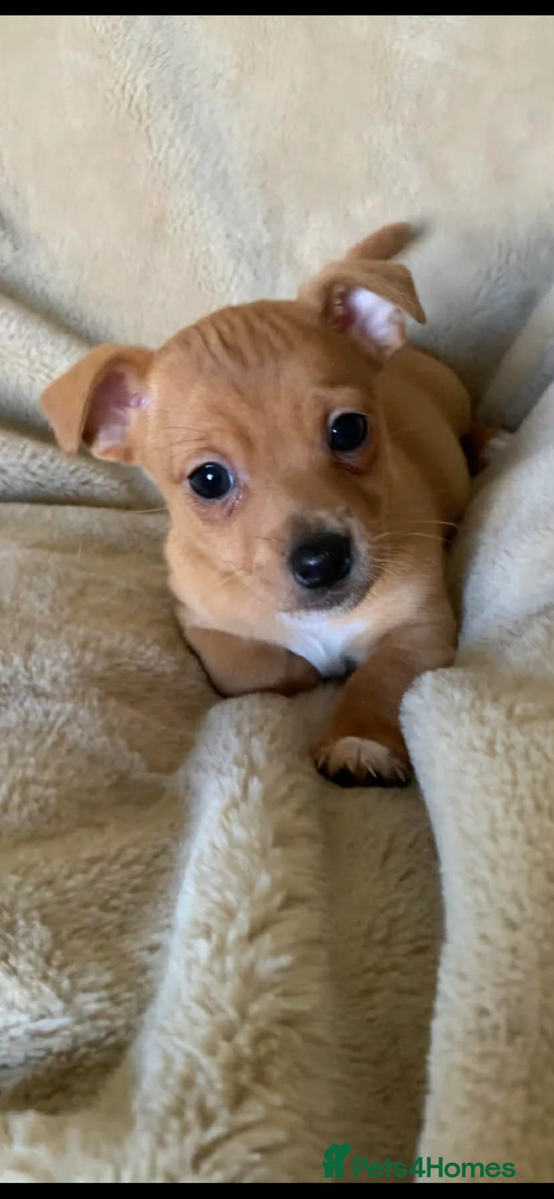 Jack Russell dogs for sale: Just one outstanding miniature boy available  - Advert 1