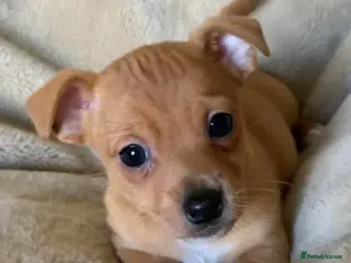 Jack Russell dogs Exceptional unusual coloured mini JR puppies - Advert 1