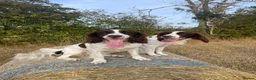 English Springer Spaniel dogs for sale: Two fabulous springer spaniels girls - Advert 16