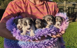 Jack Russell dogs for sale: Beautiful Blue tri miniature jack russells  - Image 1