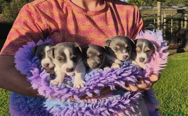 Jack Russell dogs - Advert 4