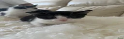 Bramble cats for sale: Kittens for sale  in Hamilton - Advert 3