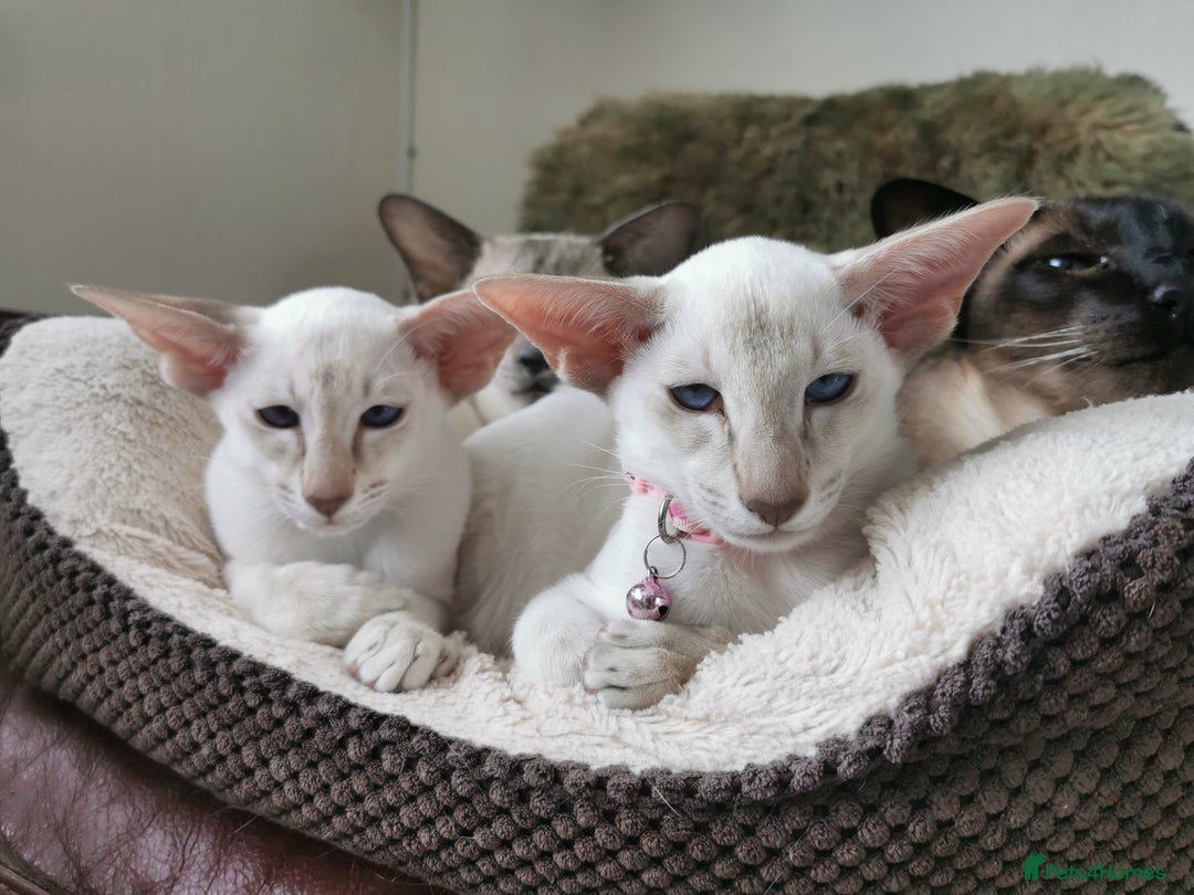 Siamese cats for sale: Pedigree 2 Siamese Male Kittens for sale  - Image 1