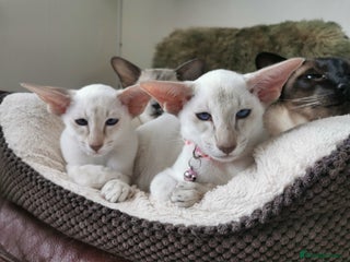 Siamese cats - Advert 3