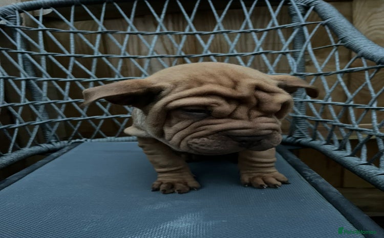 Mixed Breed dogs - Advert 8