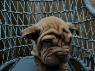 Mixed Breed dogs British bulldog cross chowpei puppies - Advert 7